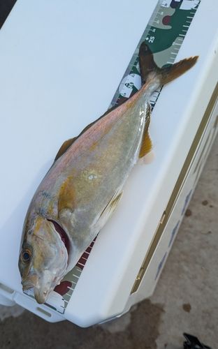 ショゴの釣果