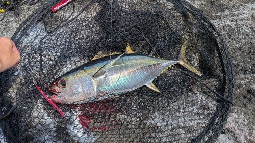 キハダマグロの釣果