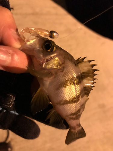 メバルの釣果