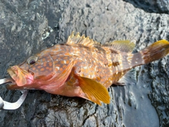 アコウの釣果