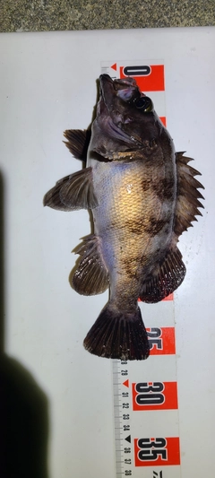 メバルの釣果