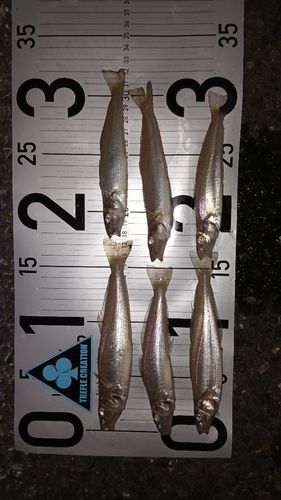 シロギスの釣果