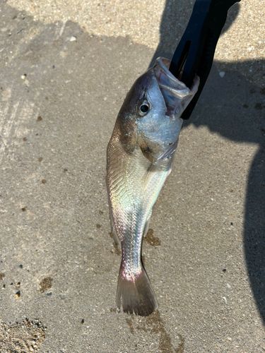 シログチの釣果