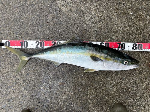 ブリの釣果