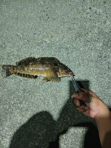 アイナメの釣果