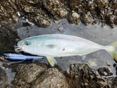 ハマチの釣果