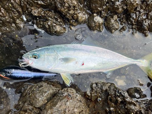 ハマチの釣果