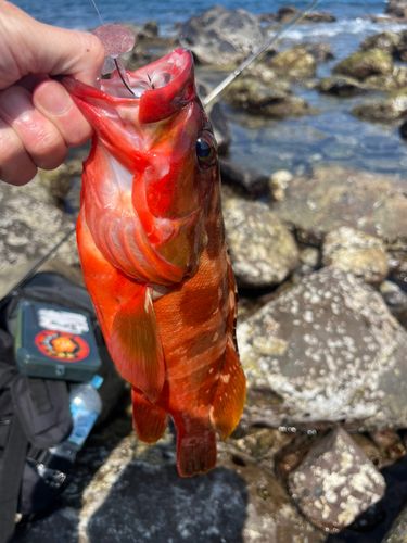 アカハタの釣果