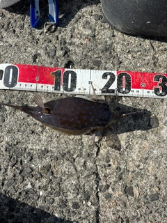 ソウシハギの釣果