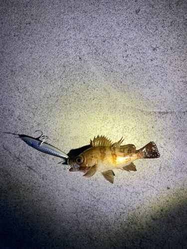 メバルの釣果