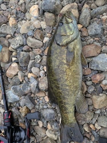 スモールマウスバスの釣果