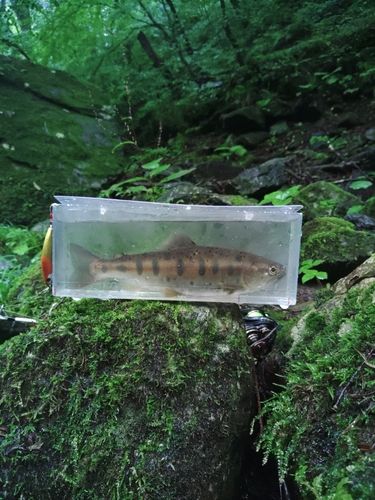 ヤマメの釣果
