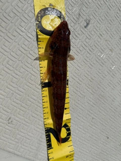 アカエソの釣果