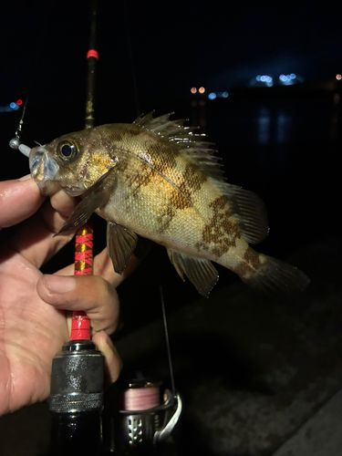 メバルの釣果