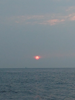 タコの釣果