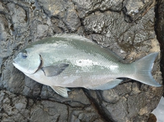 オナガグレの釣果
