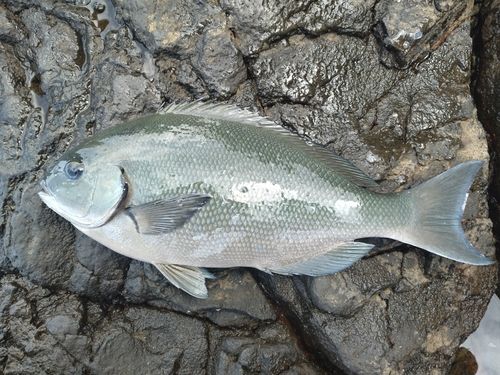 オナガグレの釣果