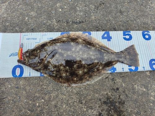 ヒラメの釣果