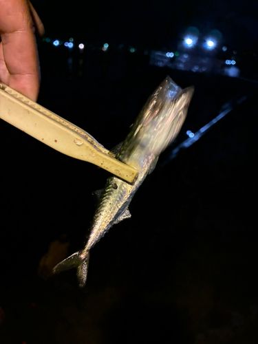 クロソイの釣果