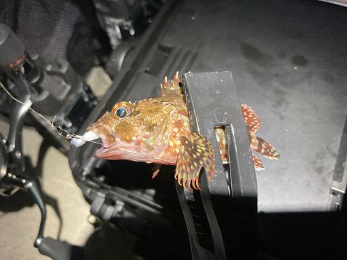 カサゴの釣果