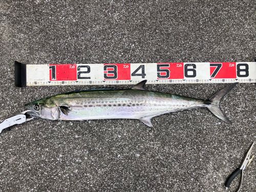サワラの釣果