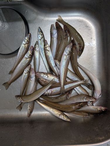 シロギスの釣果