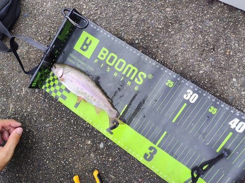 レインボートラウトの釣果