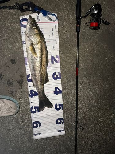 釣果
