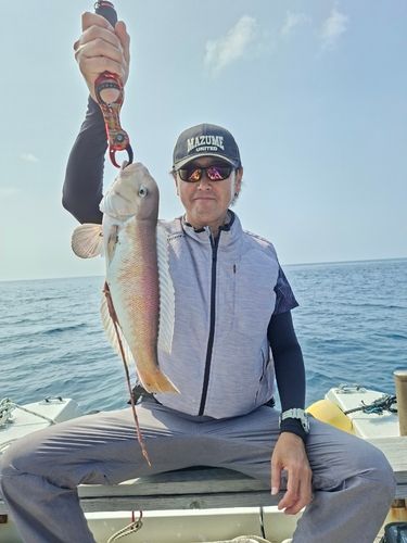 シロアマダイの釣果