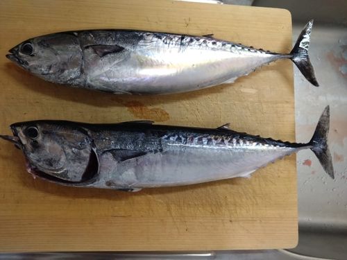 ソウダガツオの釣果