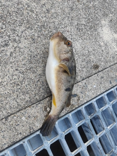 釣果