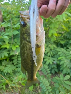 ラージマウスバスの釣果
