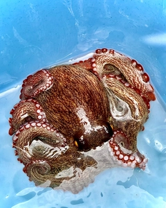 マダコの釣果