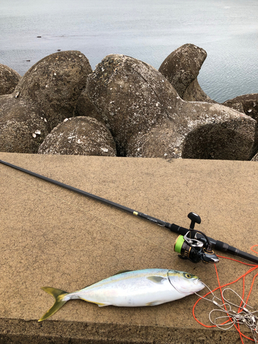 イナダの釣果