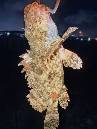 イヌカサゴの釣果