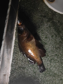 釣果