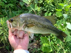 ラージマウスバスの釣果