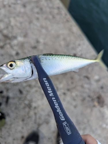 サバの釣果
