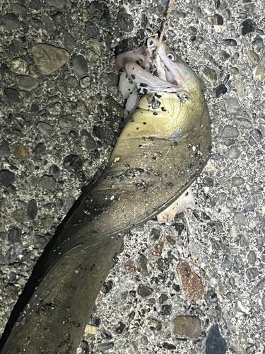 ウツボの釣果