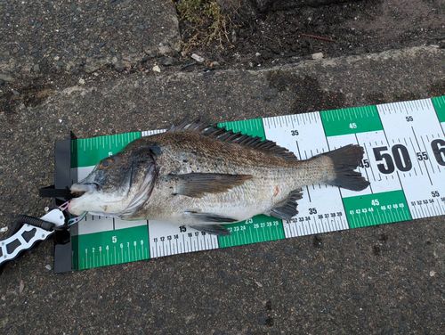 チヌの釣果