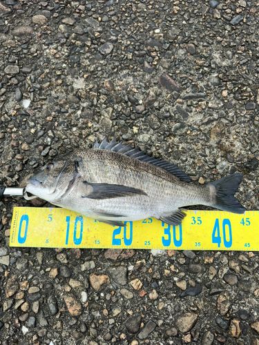 チヌの釣果