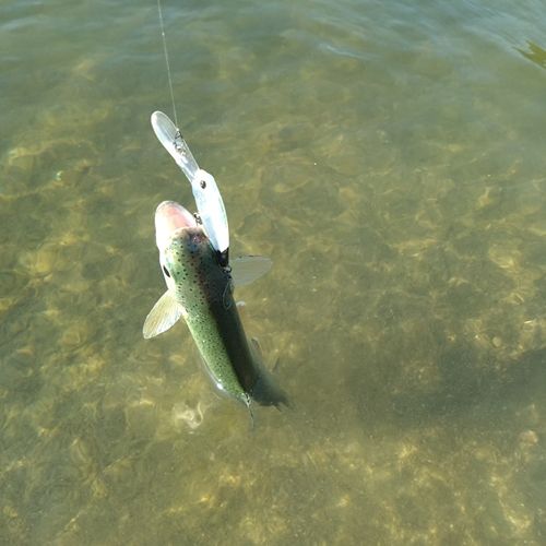 ニジマスの釣果