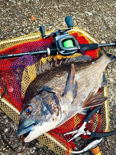 チヌの釣果