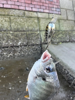 キビレの釣果