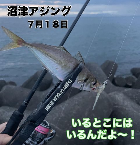 アジの釣果