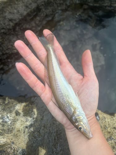 シロギスの釣果