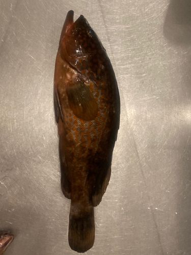 キジハタの釣果