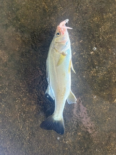 セイゴ（マルスズキ）の釣果
