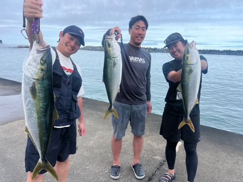 ヒラマサの釣果