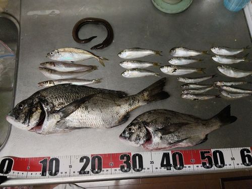クロダイの釣果